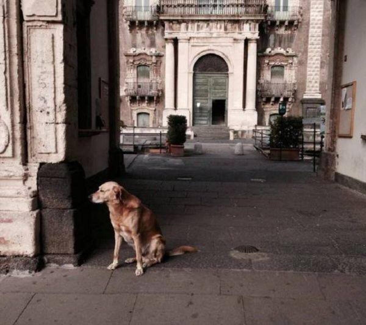 Catania, la storia di Melo: la “mascotte” del Disum sta male, gli studenti si mobilitano per pagargli le cure - 