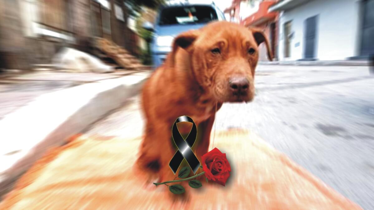 Dopo un lungo silenzio, venerdì l’incontro con le associazioni animaliste - 