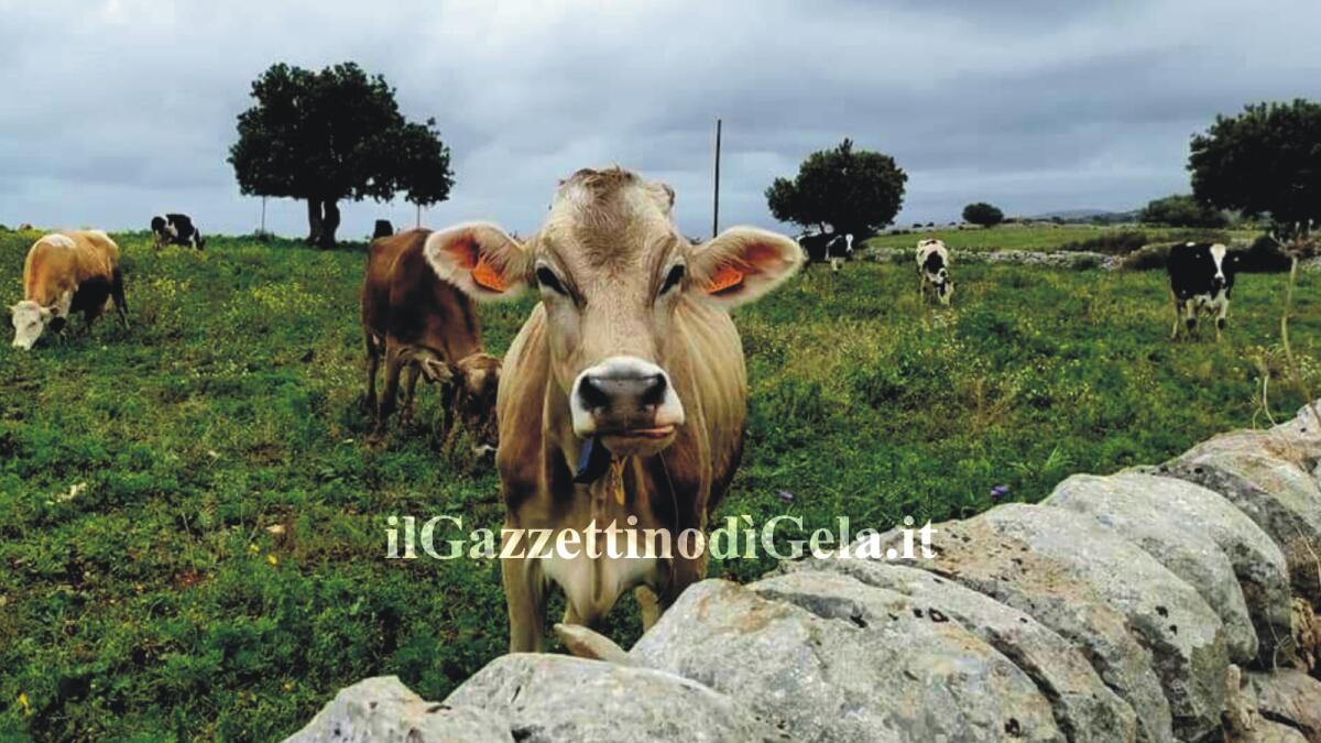 Sicilia: «In arrivo 75 milioni  di euro per la zootecnia siciliana» - 