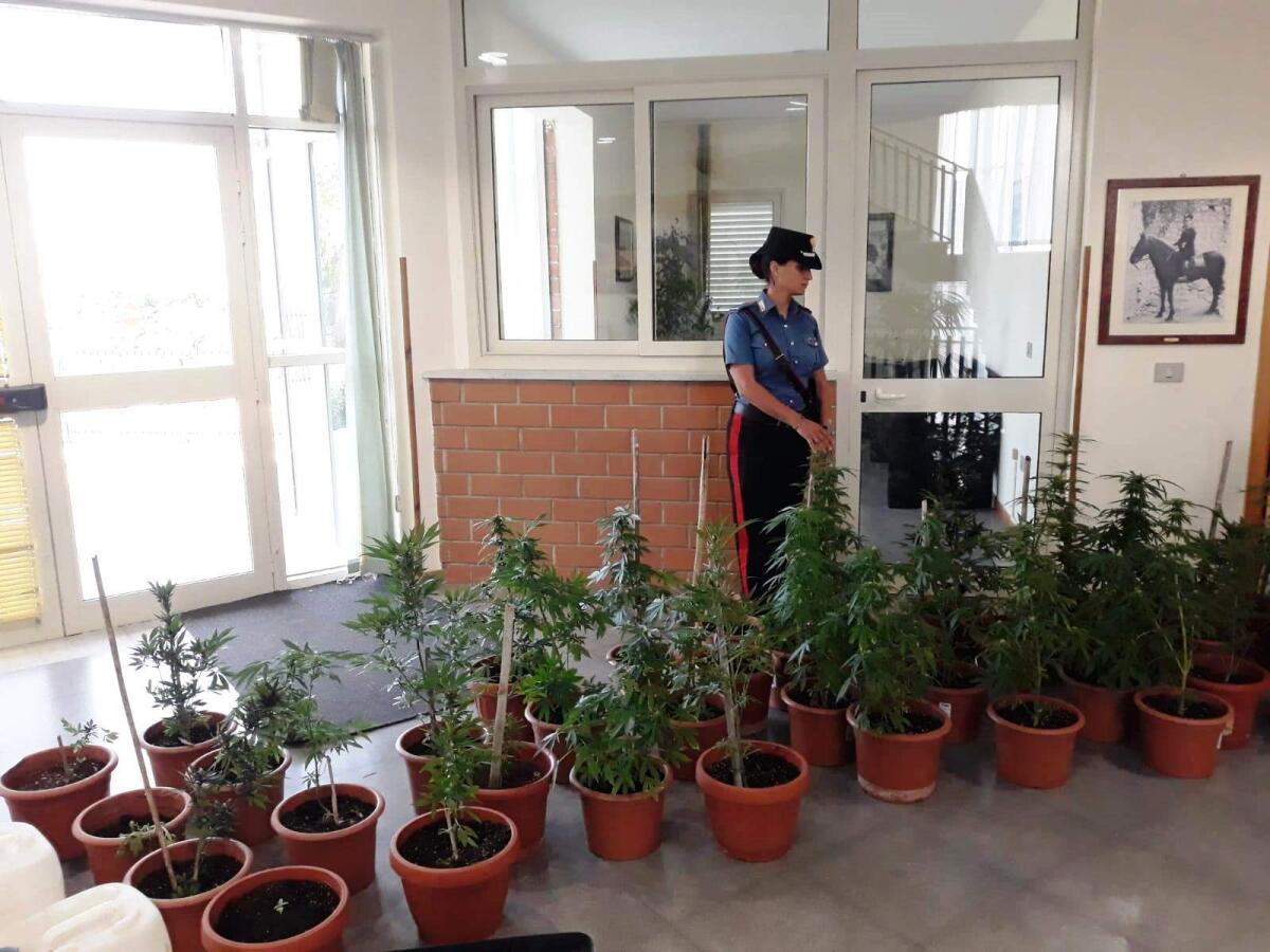 Beccati con 44 piante di marijuana e arrestati -