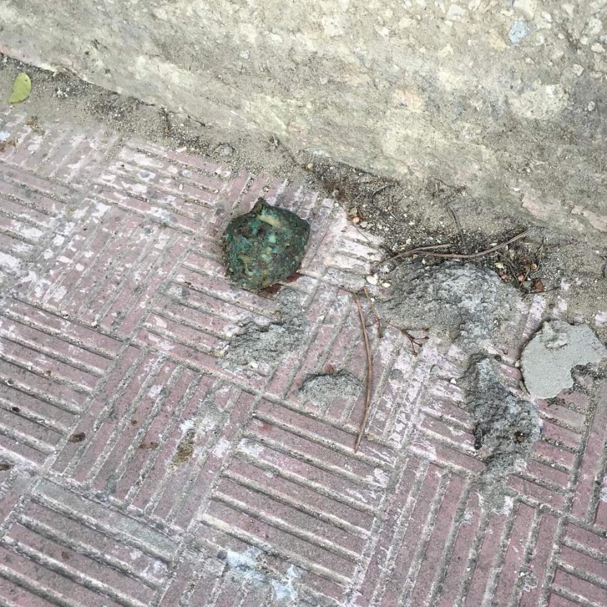 Fine settimana tra gatti avvelenati  e agguerriti cani randagi - 