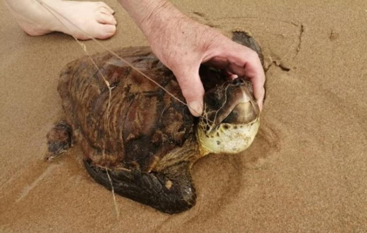 Volontari Oipa salvano tartaruga ferita - 