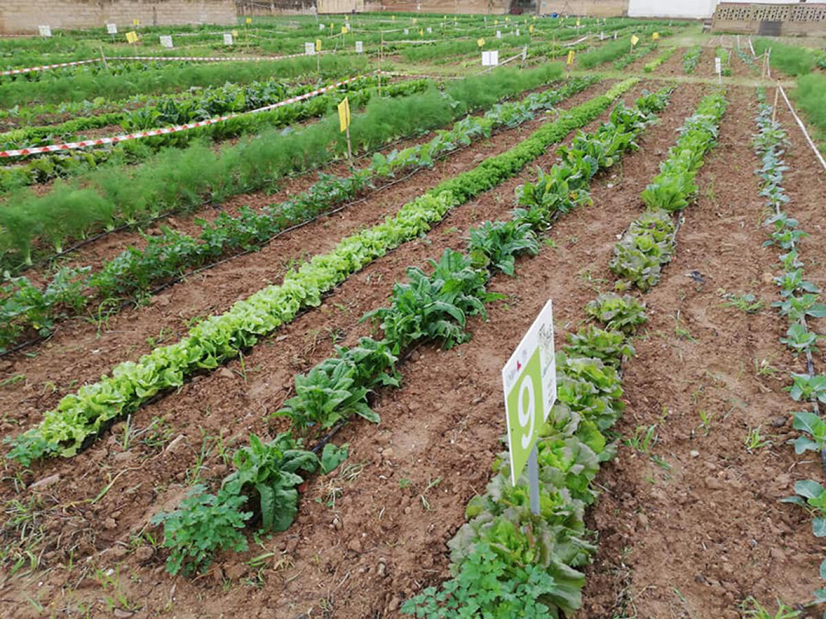 Sospesi gli orti sociali, in attesa di ripartire a settembre - 