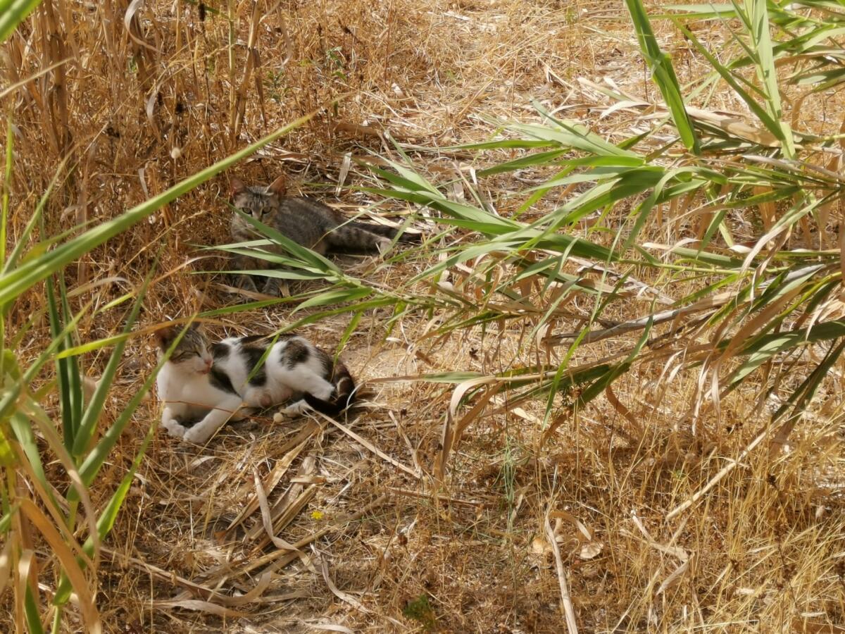 Gatti protetti nella colonia felina - 