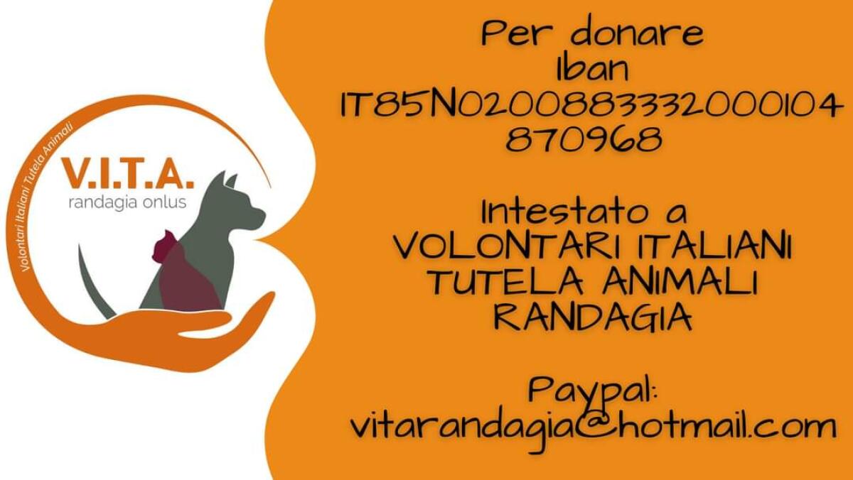 Una missione d’amore e civiltà, l’ennesima sfida dell’associazione Vita Randagia -
