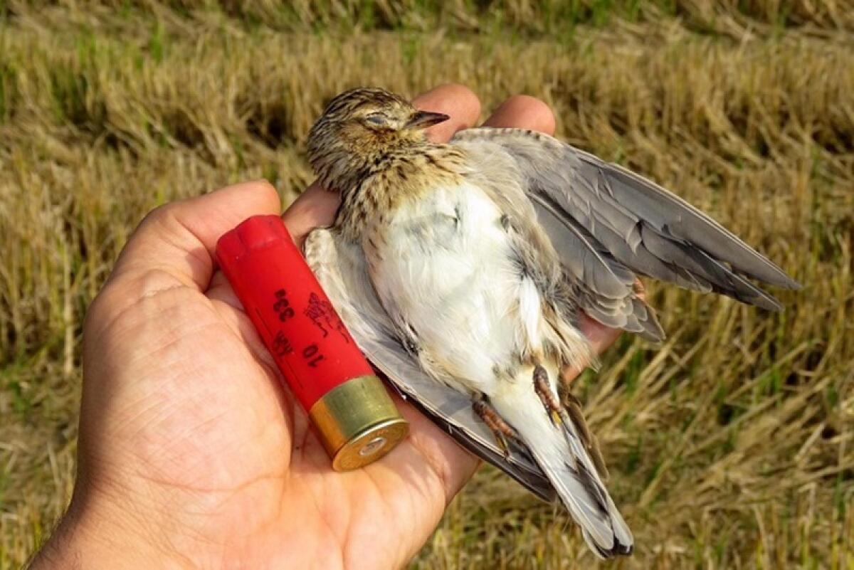 WWF: "non bastavano incendi e siccità, pure la caccia" - 