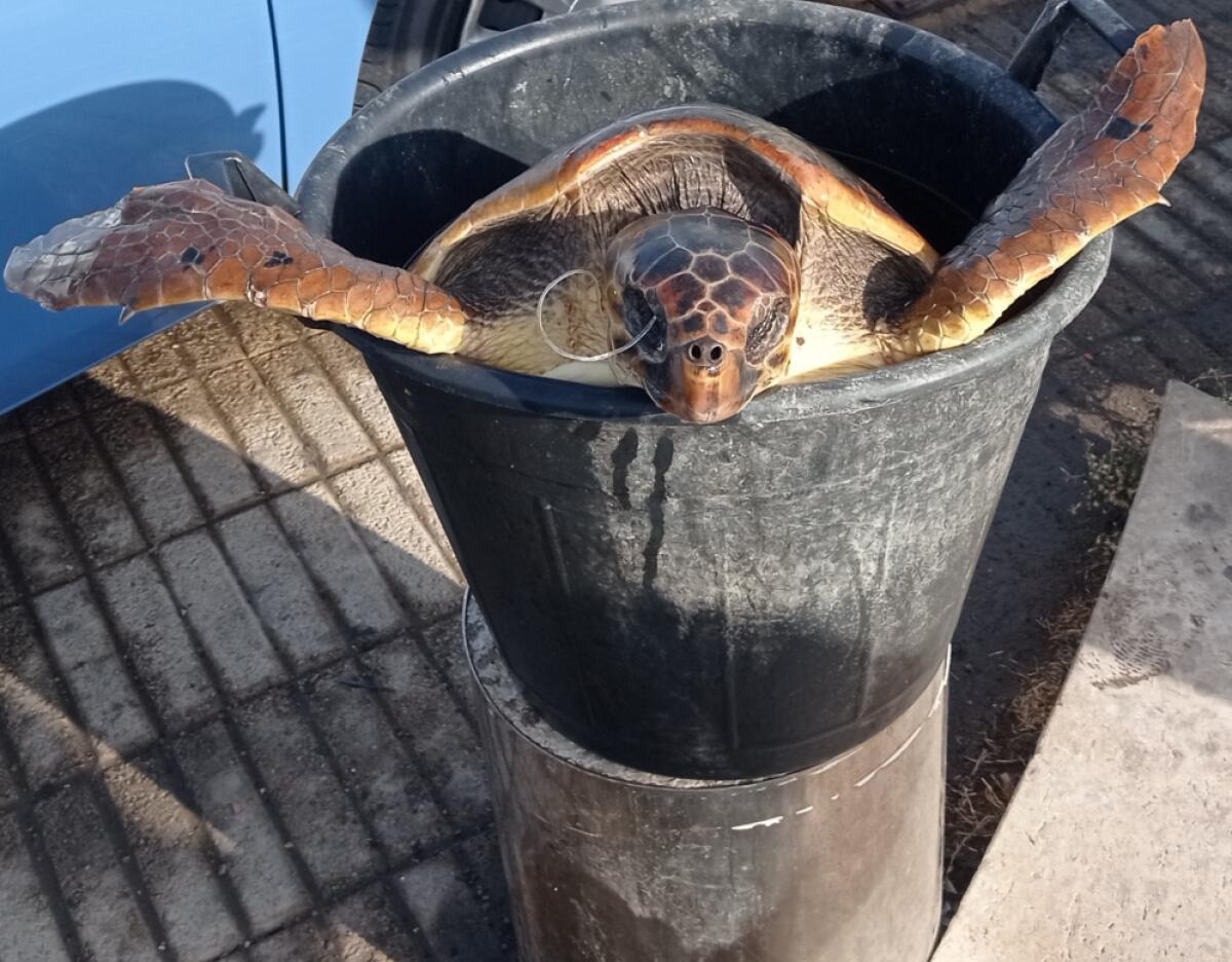 I militari recuperano una tartaruga marina - 