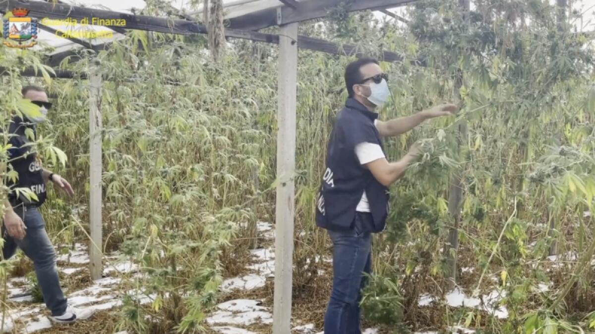 Gela, marijuana a fiumi - 