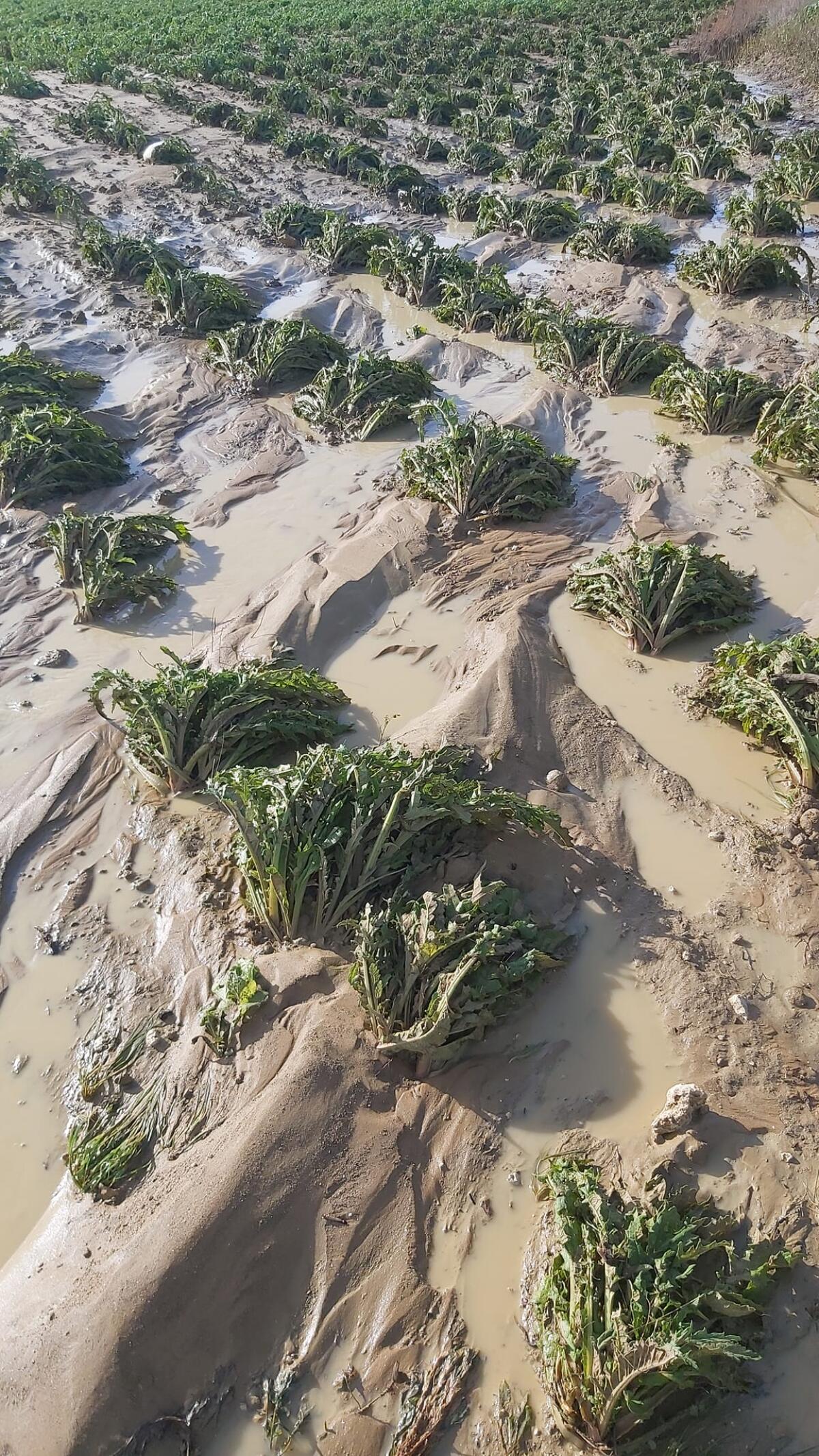 Stato di calamità: 5 comuni nisseni accedono, Gela non c'è - 