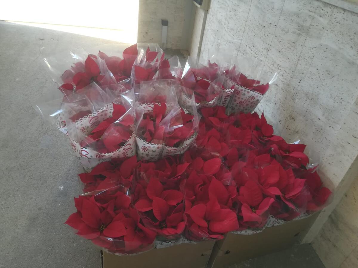 Le stelle di Natale per i detenuti - 