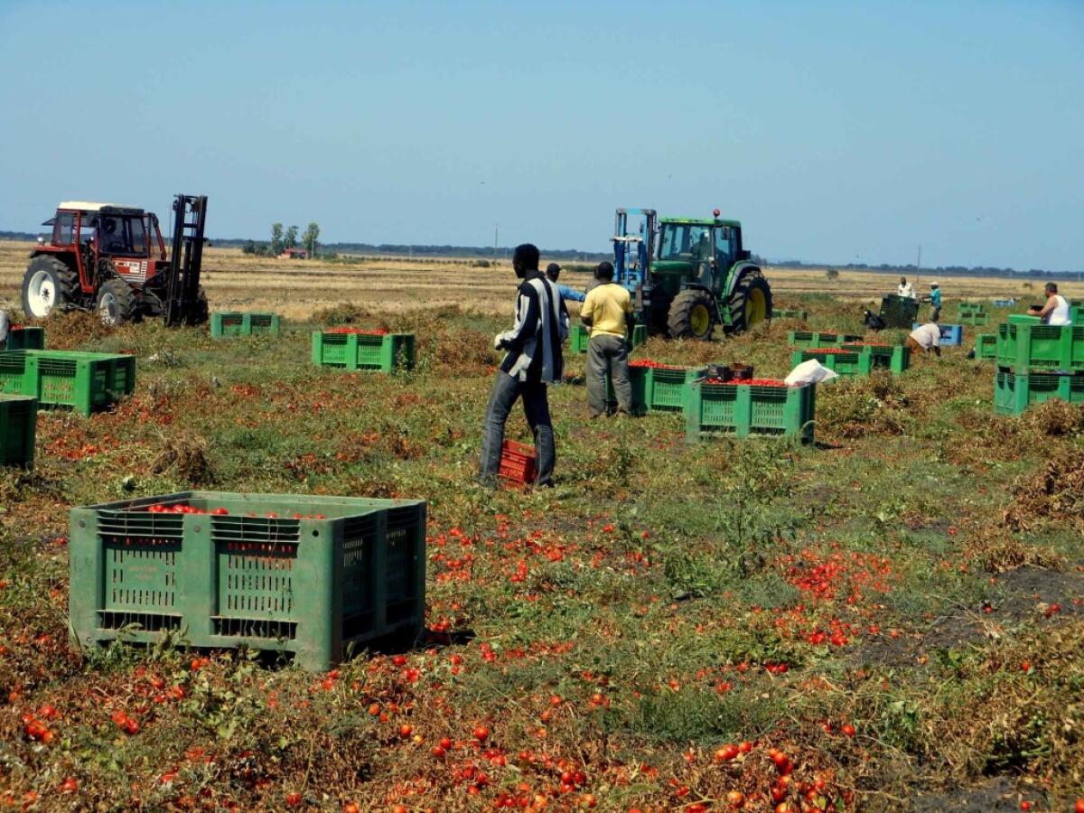 Denunciati due imprenditori agricoli per sfruttamento lavorativo di braccianti extracomunitari -