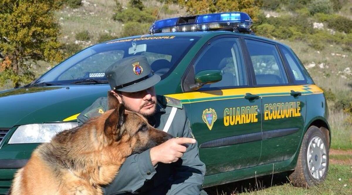 Cani senza microchip: partono i controlli - 