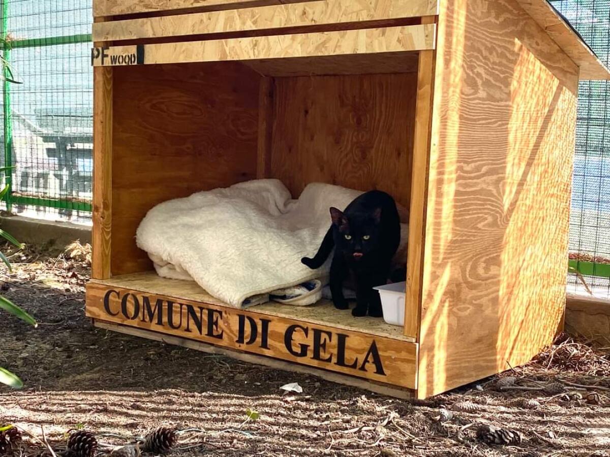Denuncia contro il ladro della cuccia per cani e gatti di quartiere - 