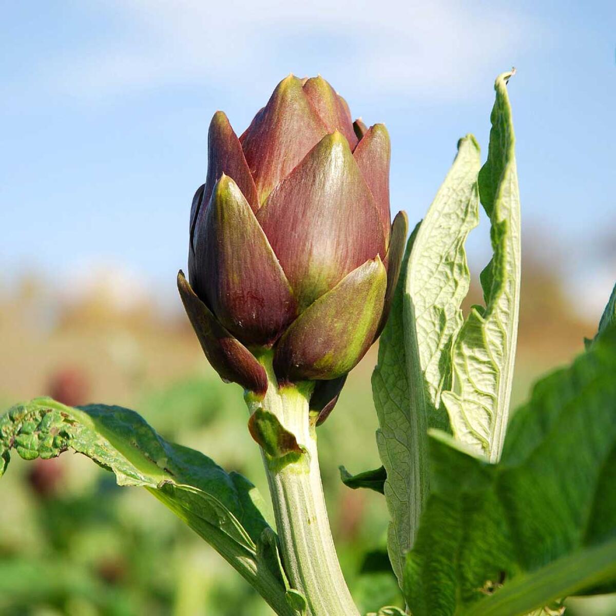 Il carciofo 'Nostrale' di Niscemi diventa  prodotto Slow food siciliano - 