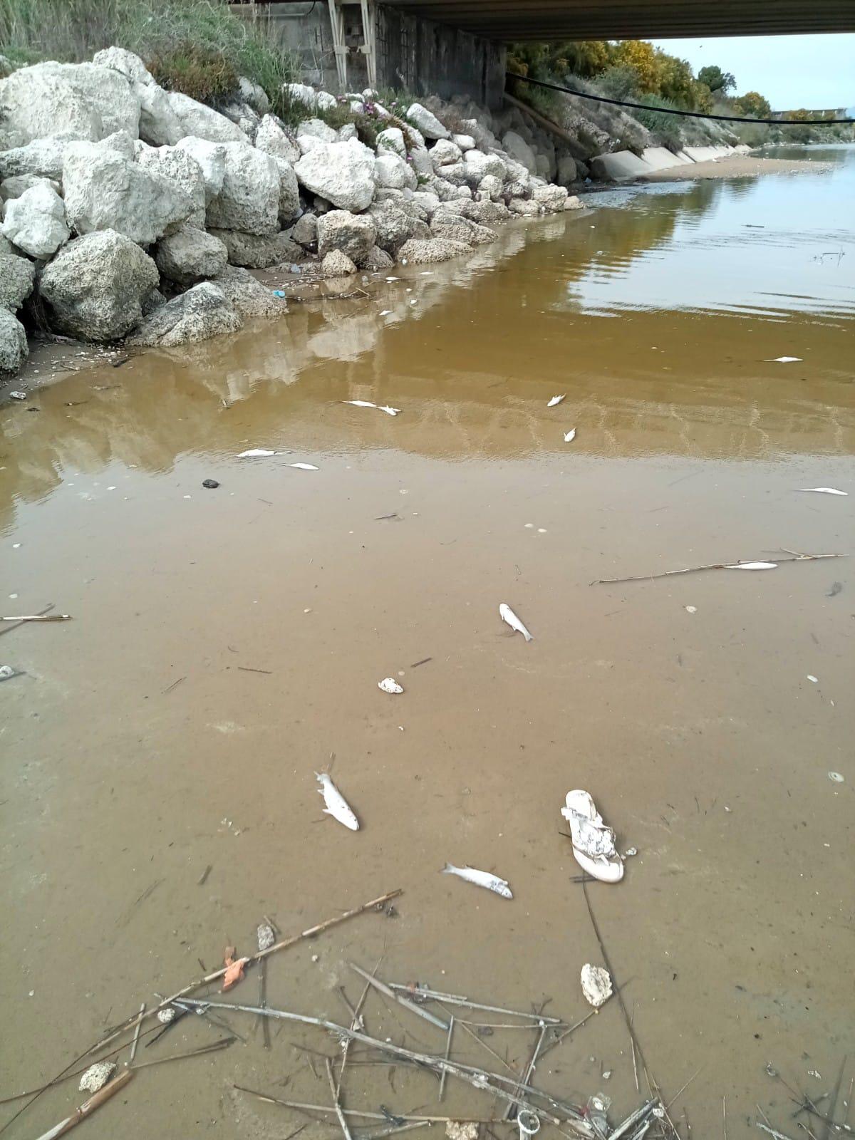 Moria di pesci alla foce del fiume Gela - 