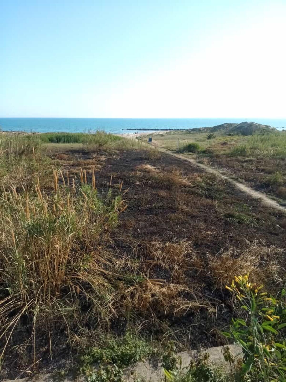 Pericolo incendi alla macchia mediterranea: «L’amministrazione intervenga»  - 