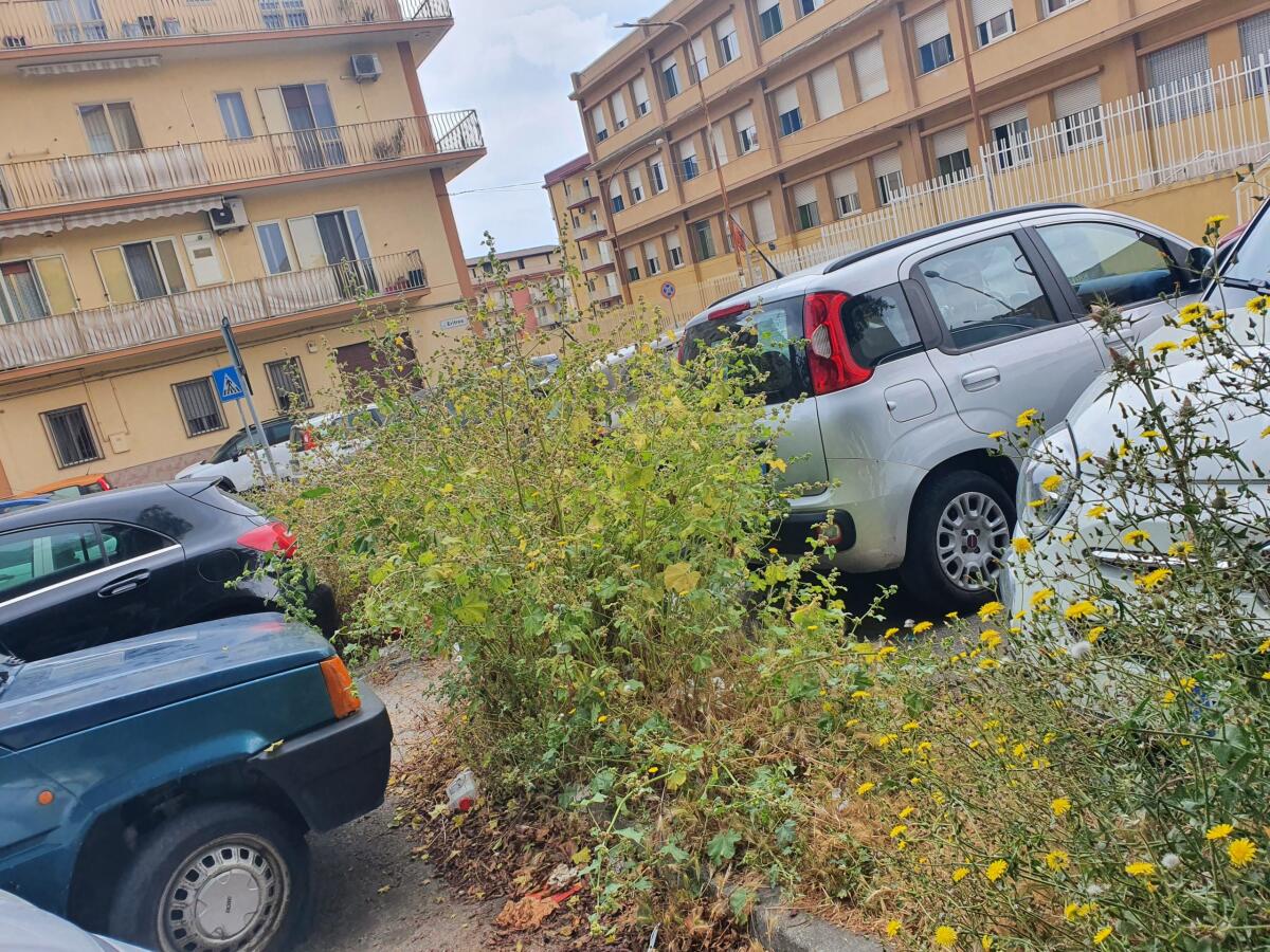 La lezione civica delle erbacce alte -