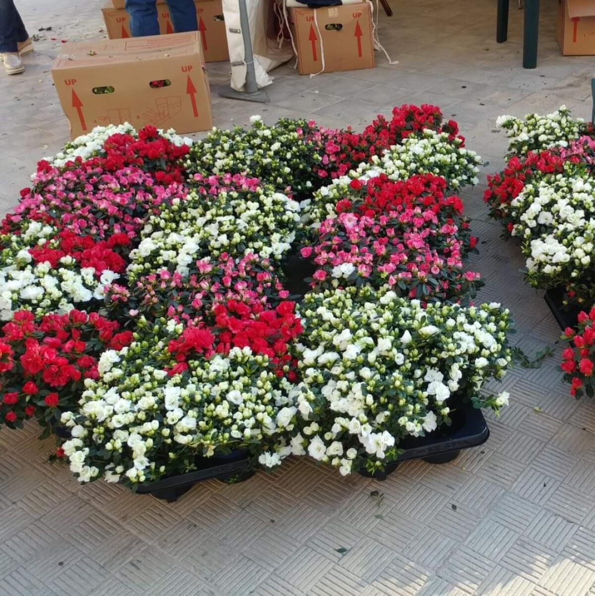 L' azalea della ricerca torna in piazza Umberto - 