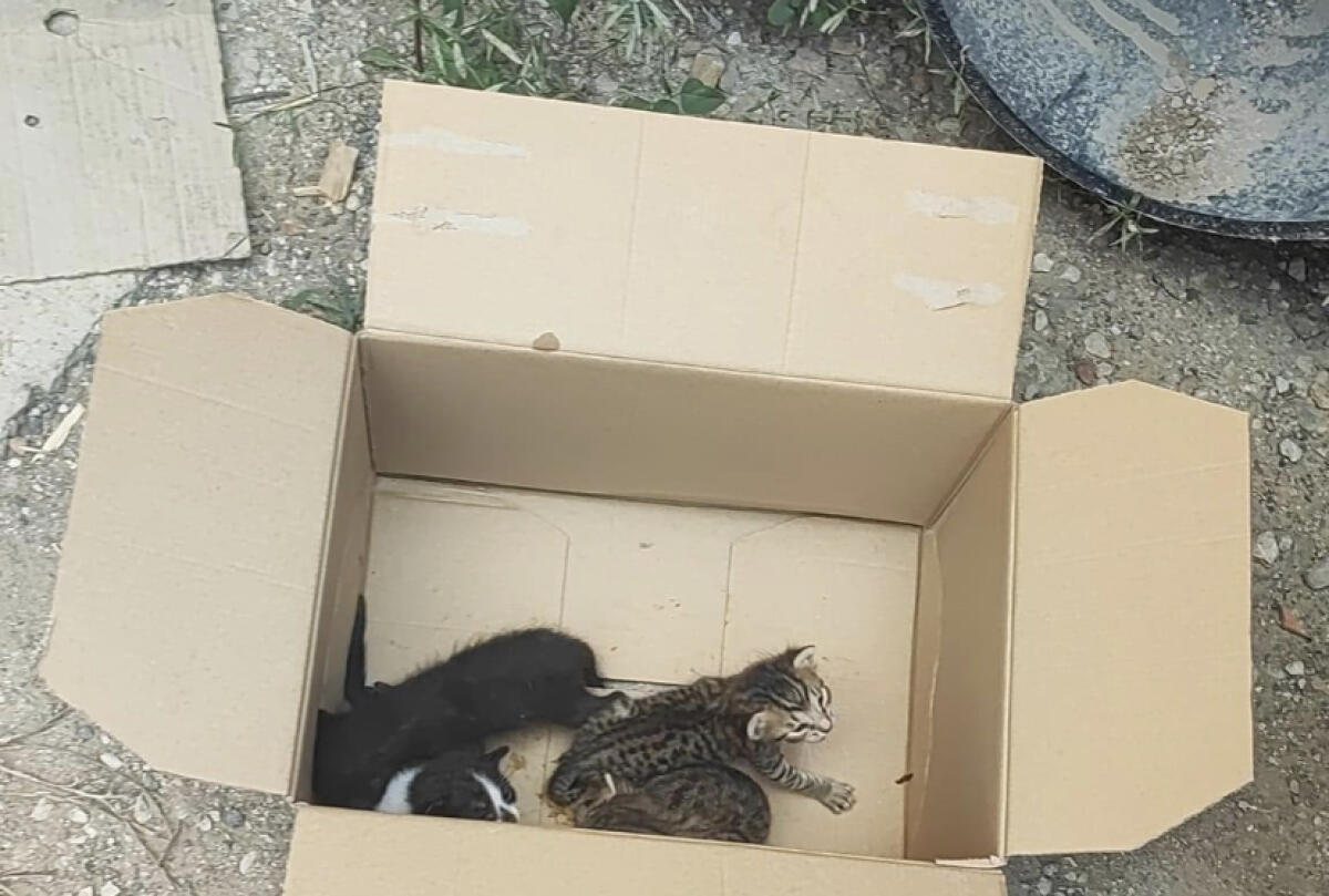 Via Recanati, giovanissimi salvano alcuni gattini: «A Gela c’è anche del buono» -
