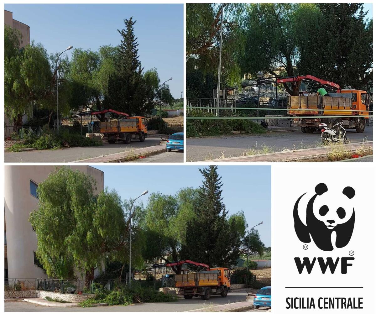 'Gli alberi non si toccano': il WWF denuncia - 