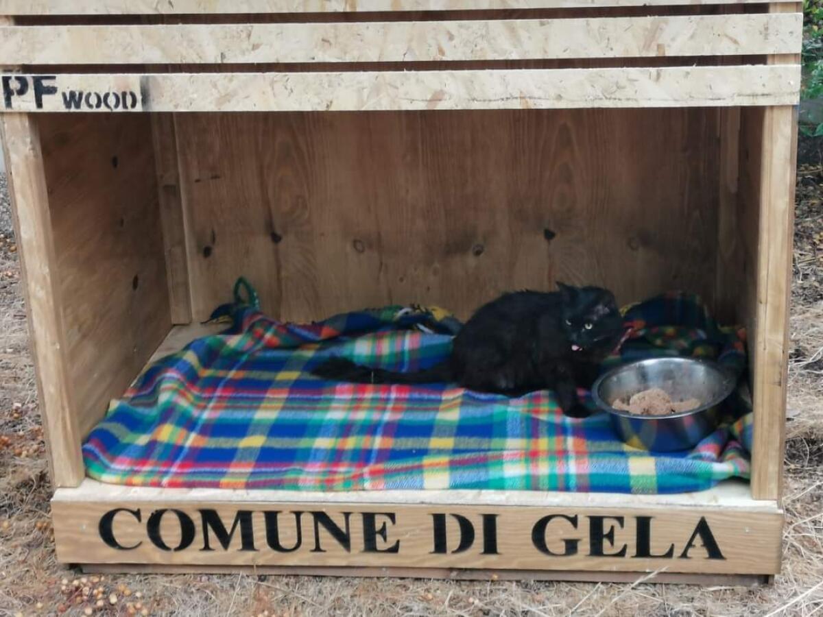 Giallo alla villa comunale: dopo i pesci della fontana anche i gatti morti - 