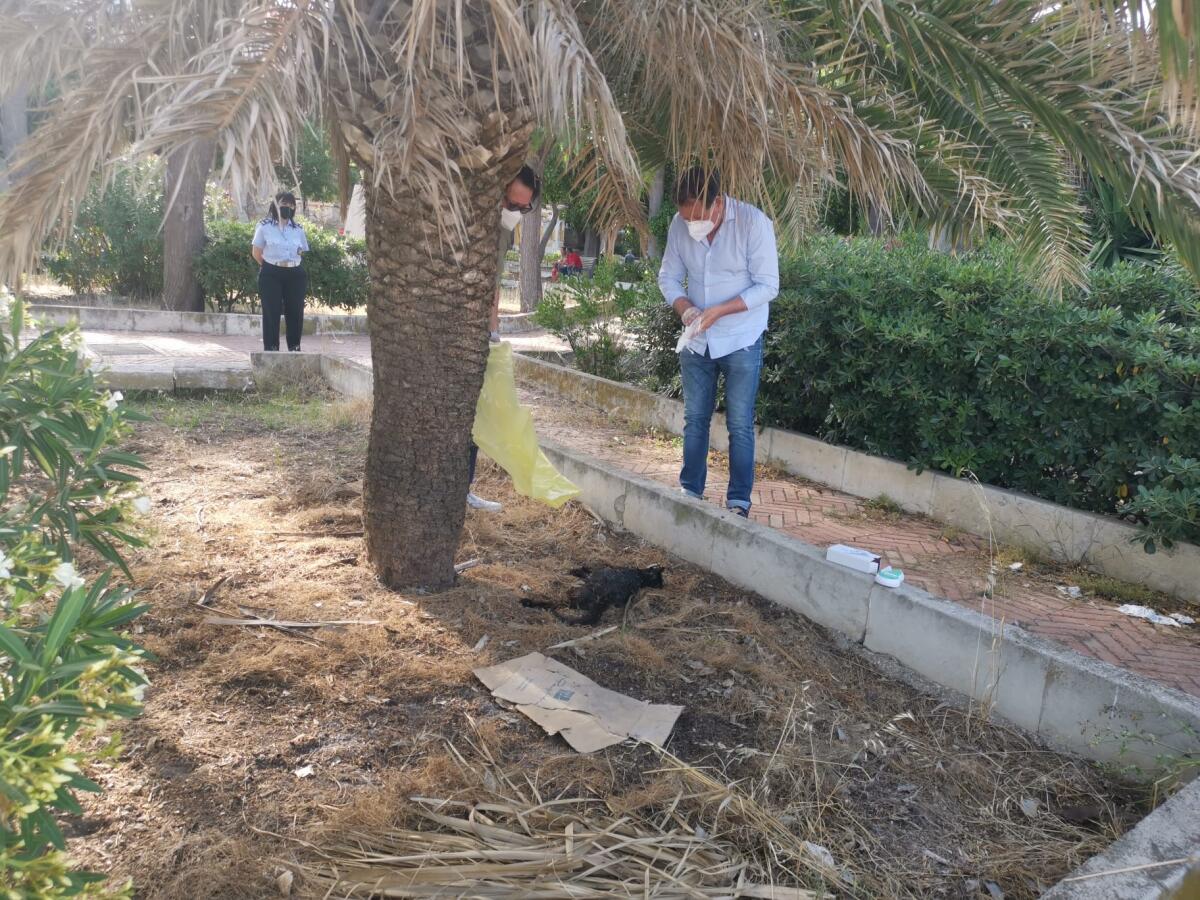 L' assessore Licata sul 'mistero' degli animali morti - 