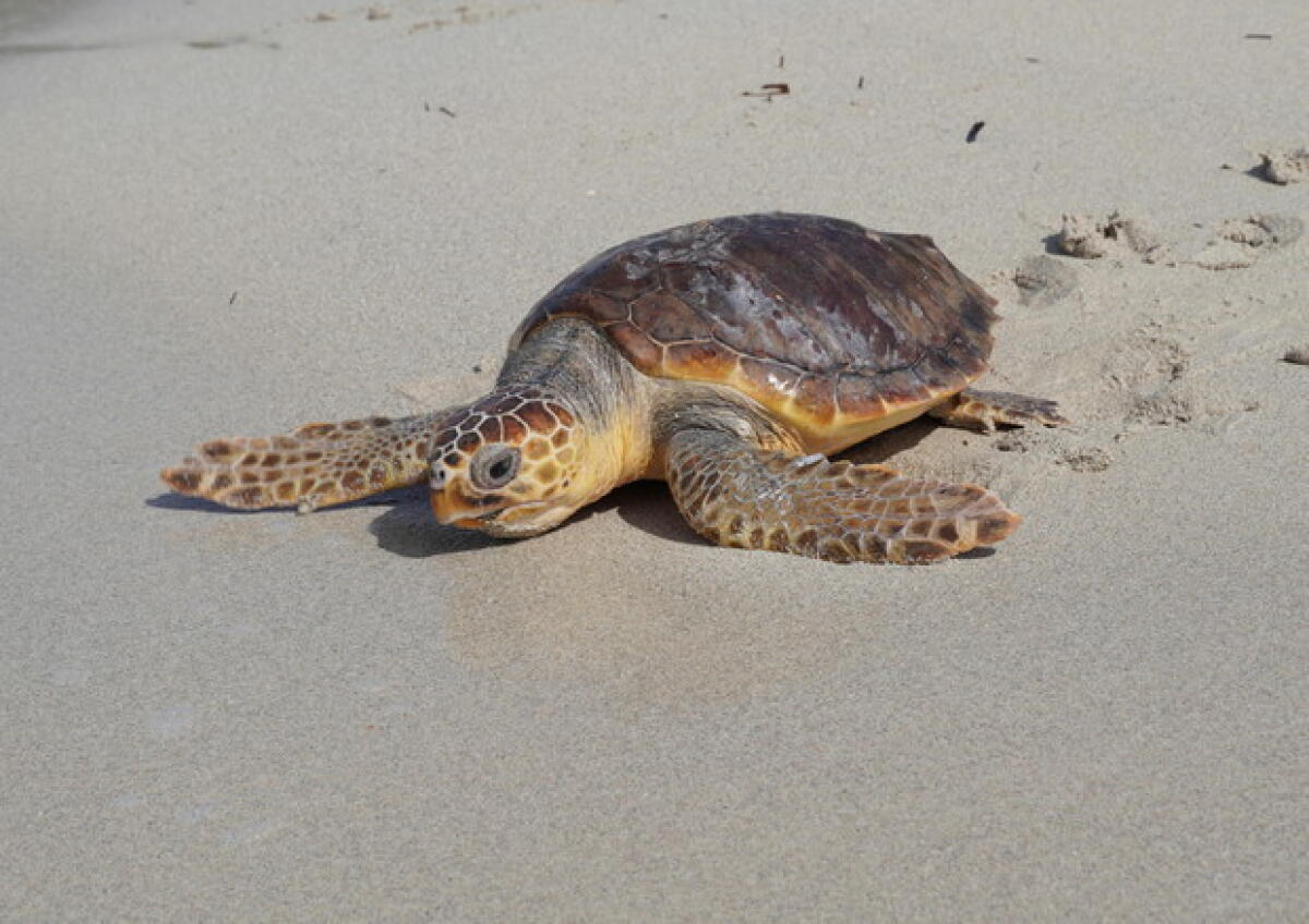 Rinvenuto nido di tartaruga Caretta Caretta in contrada Bulala -
