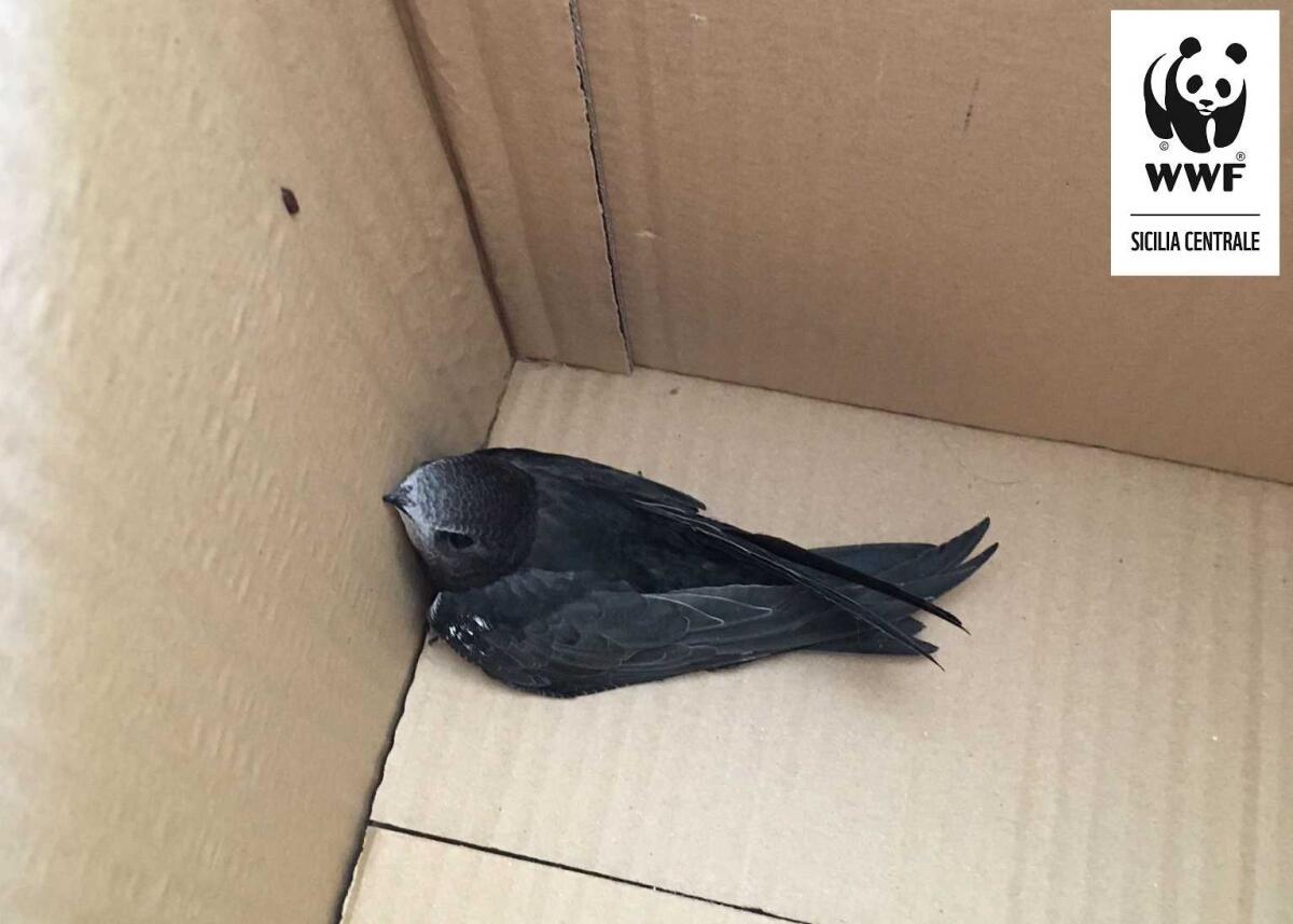 Animali nidiacei in difficoltà: i volontari li salvano - 