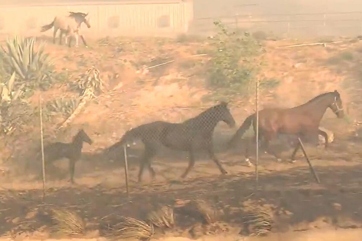 Documenti Bruciati: Voci Di Un Incendio Nel Camino Di Wood Farm Pochi Minuti Prima Dell’arrivo Della Polizia