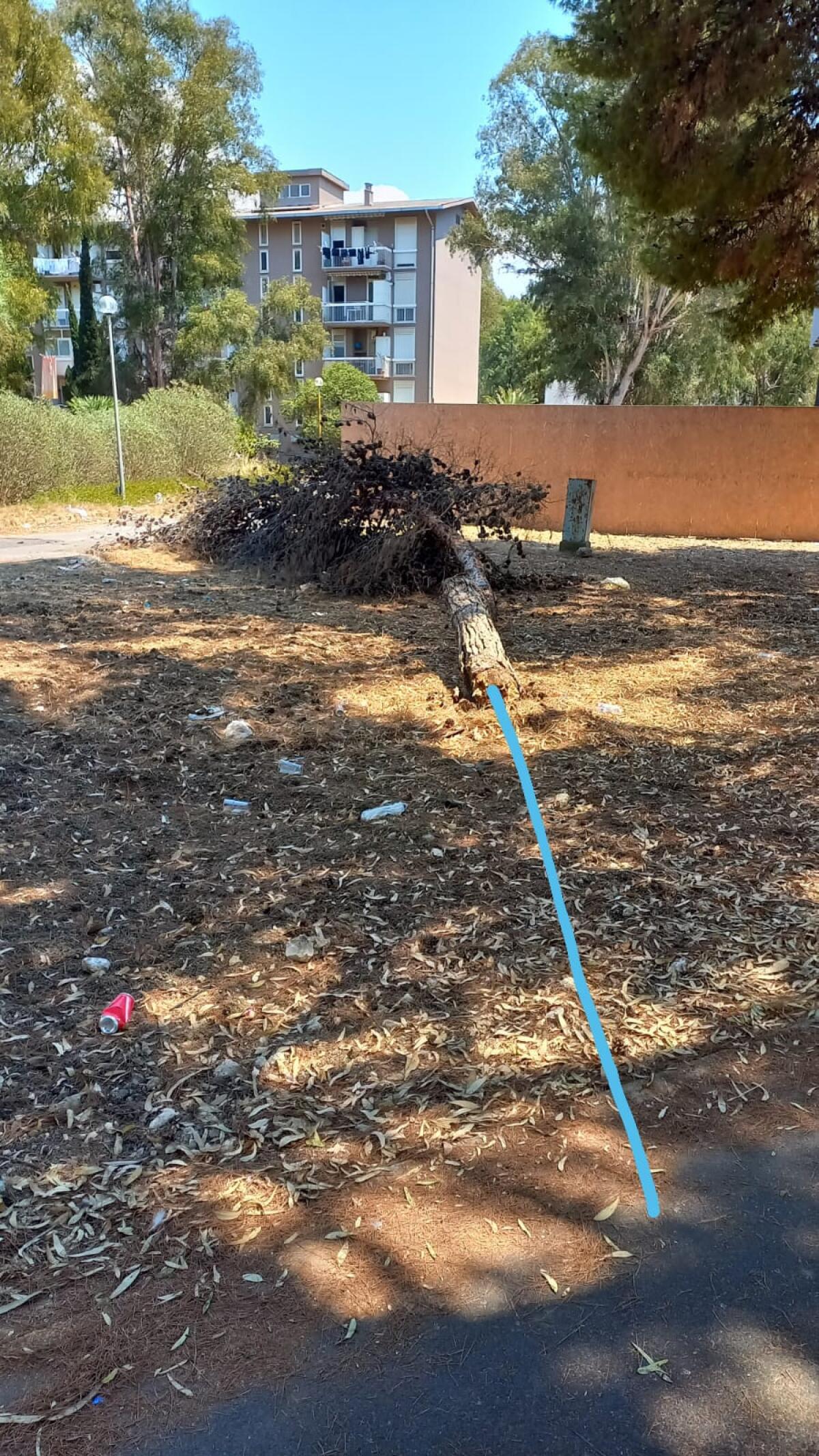 Albero cade a 5 metri dalla pista ciclabile di Macchitella - 