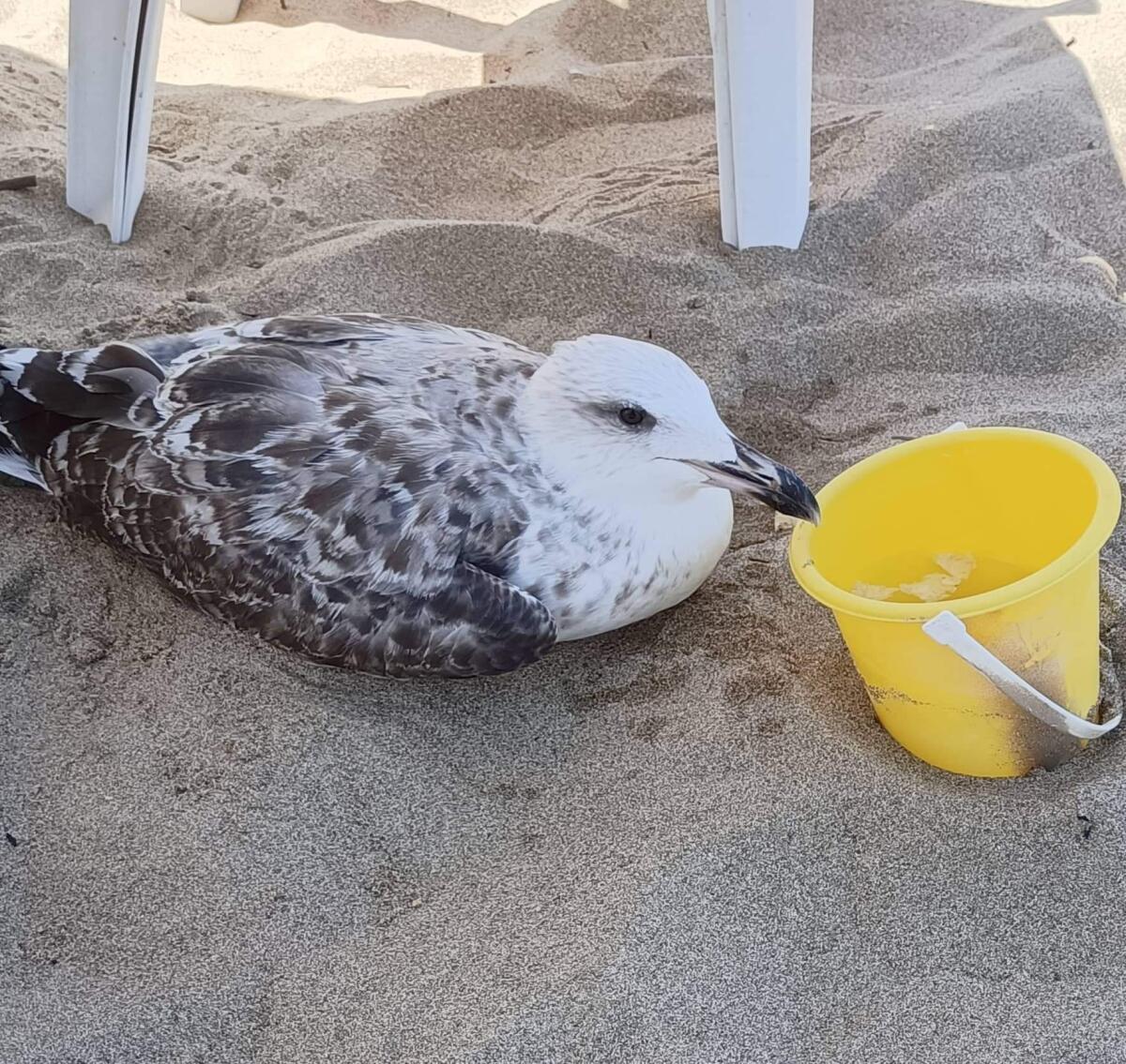 Gabbiano in difficoltà in spiaggia - 