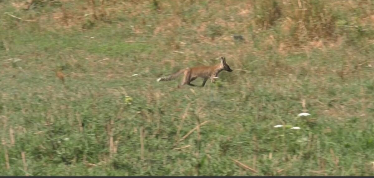 Liberata una volpe: adesso è col WWF - 