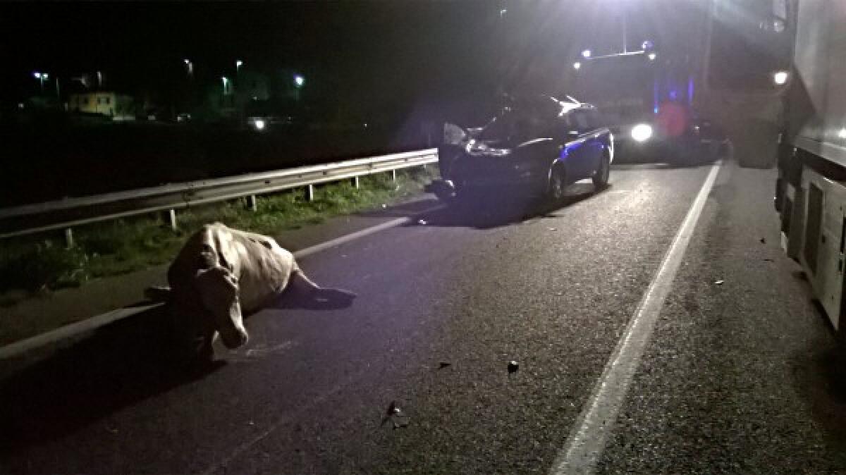 Scontri fra auto e mucche al bivio per Niscemi - 