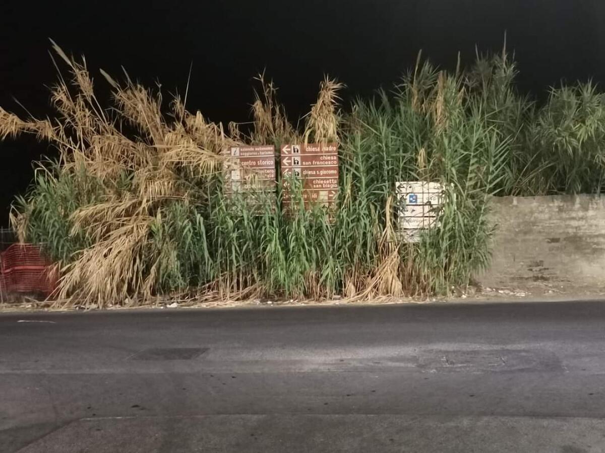 Cartelli stradali coperti da sterpaglie - 