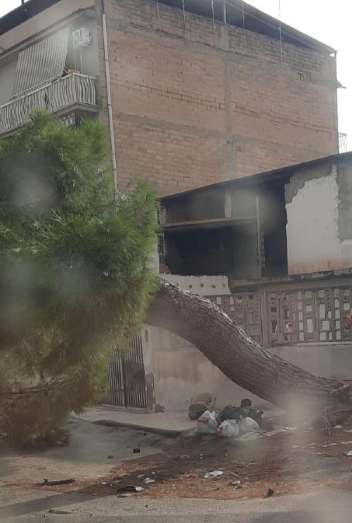 Cade un pino in via Butera - 