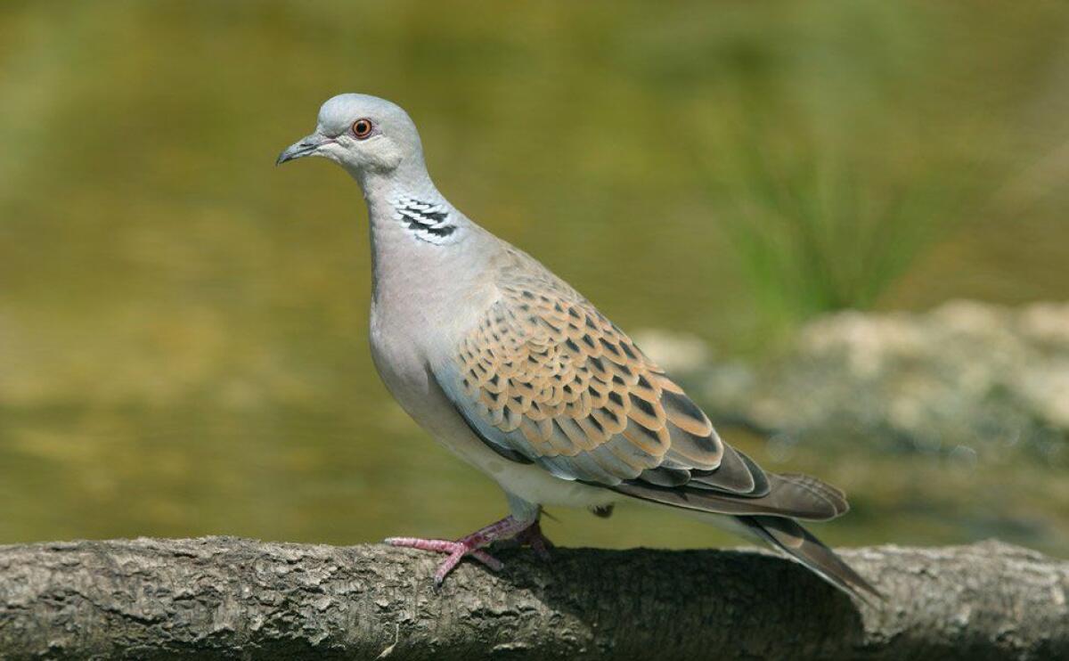 Il Tar sospende la caccia alla tortora ad ottobre: esultano gli ambientalisti - 