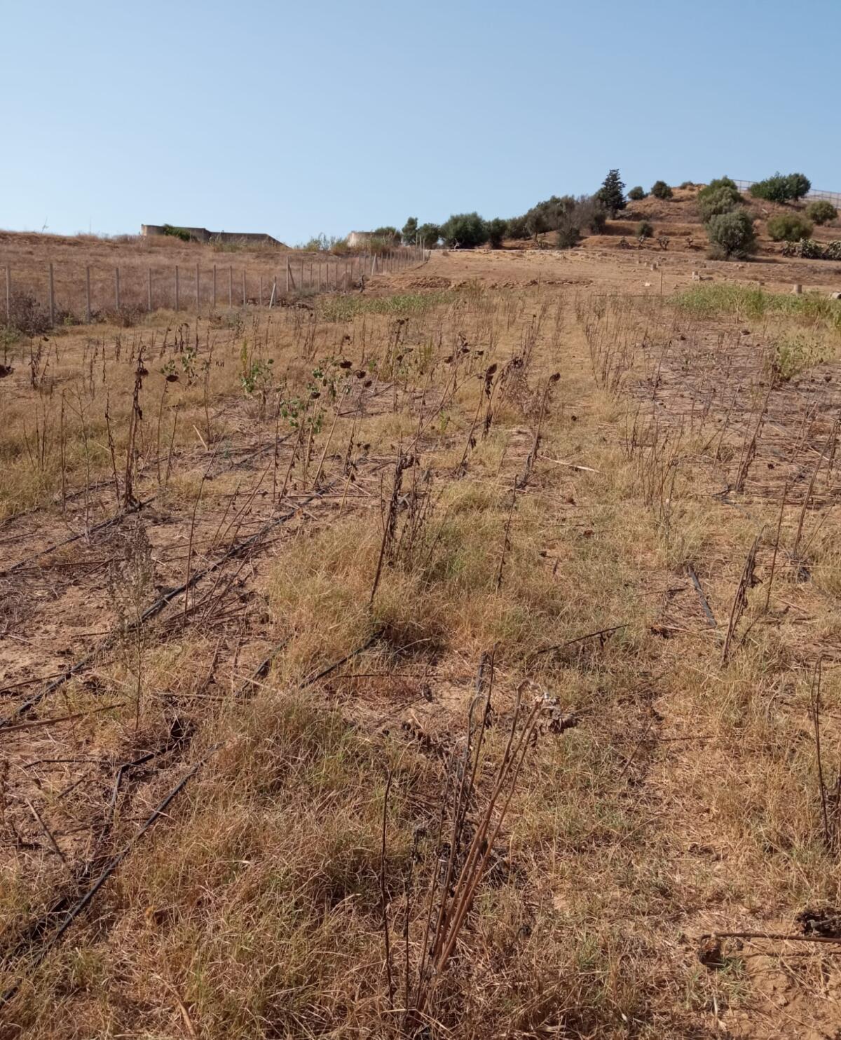 Danneggiamenti al campo di girasoli del progetto Open Housing - 