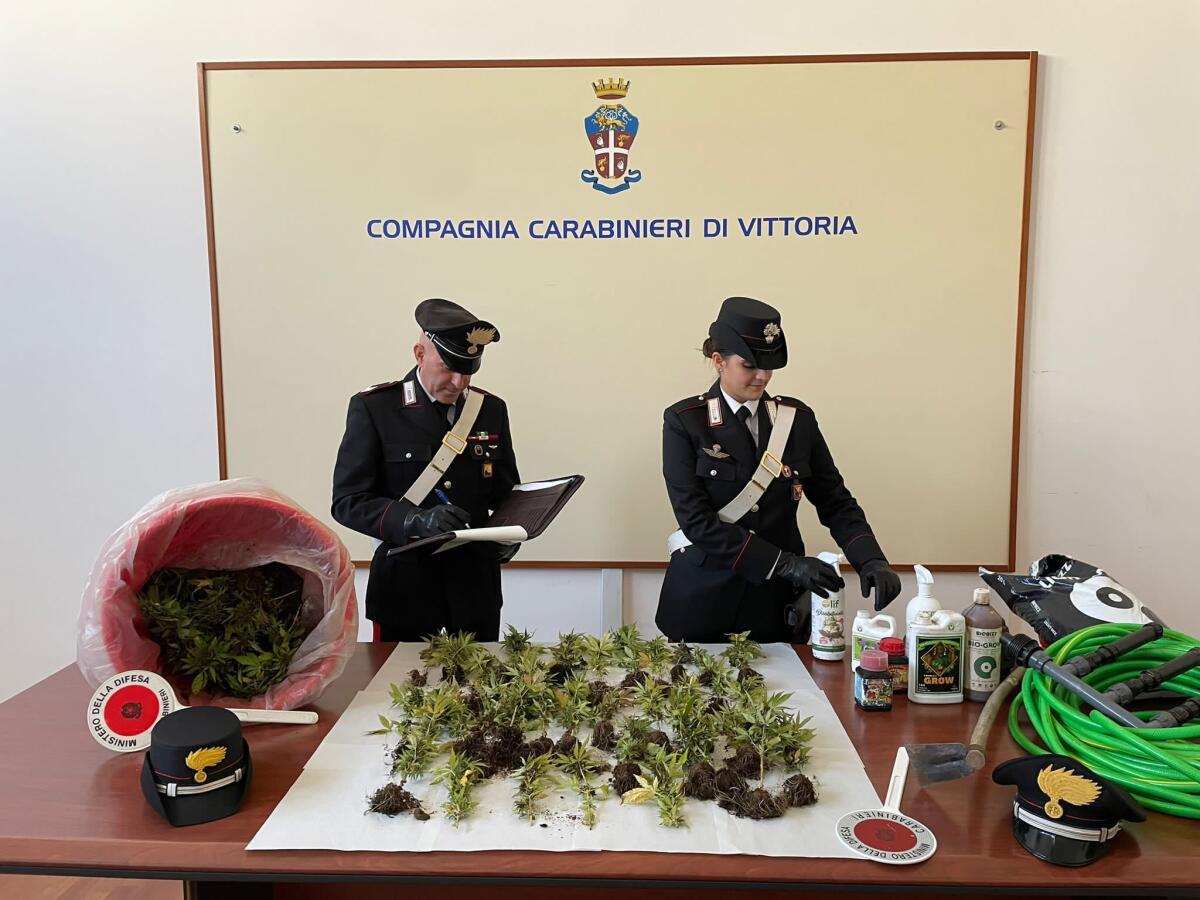 Carabinieri arrestano giovane coppia di tedeschi: coltivavano 243 piante di marijuana - 