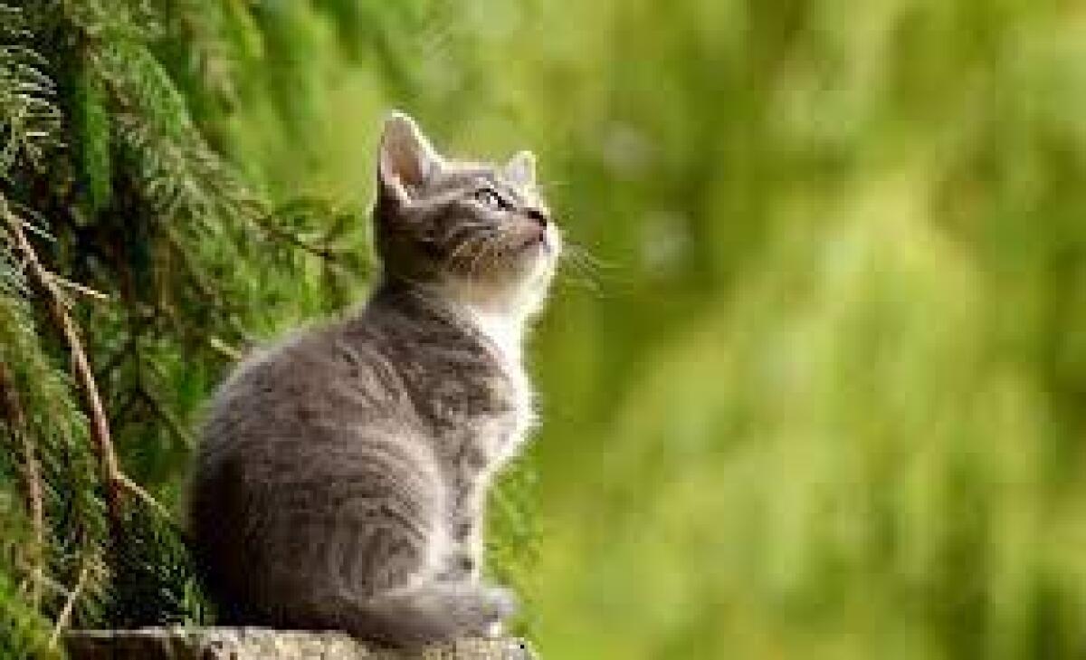 Una targa in memoria degli animali vittime della strada -