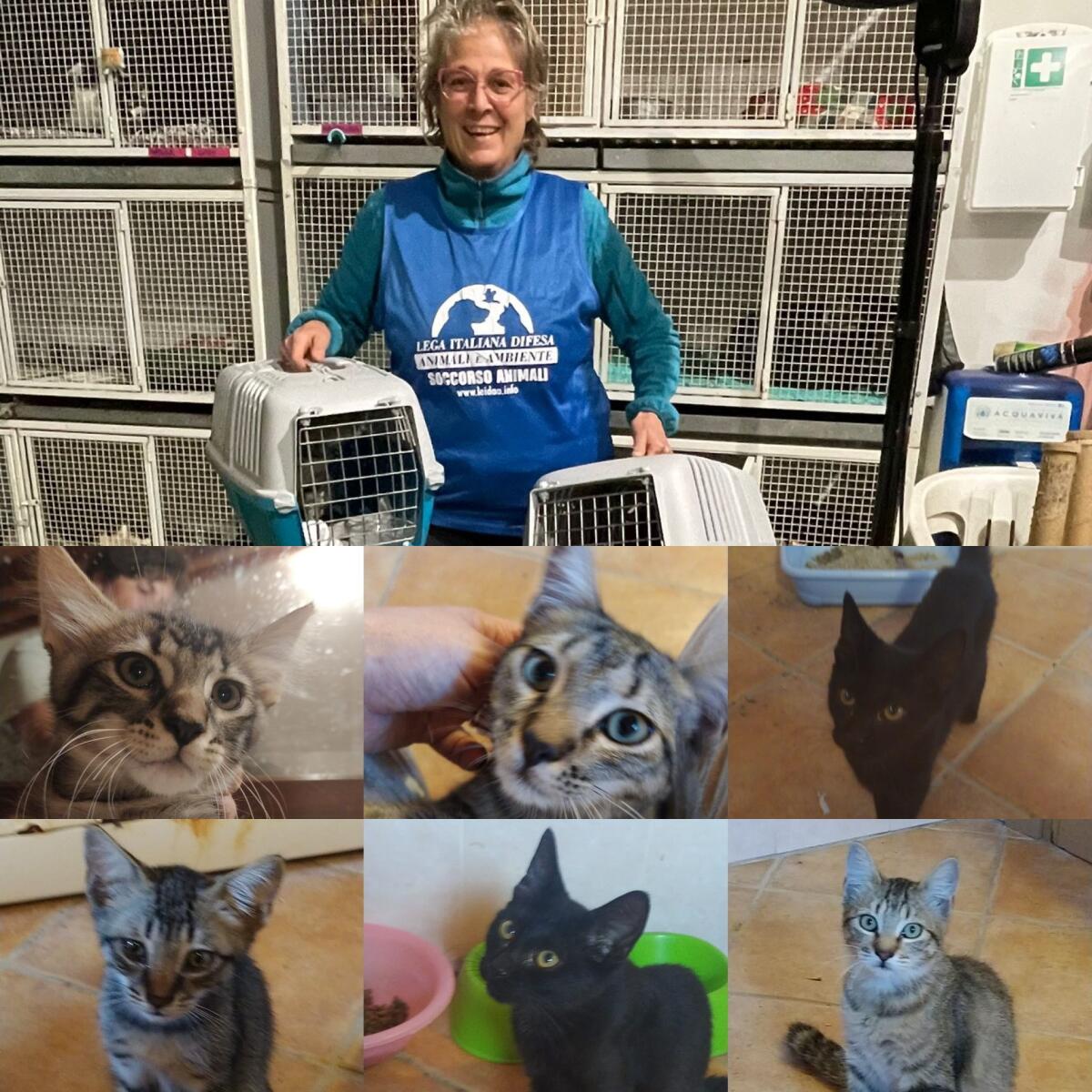 Gela, la lega italiana difesa animali e ambiente salva un&#8217;intera colonia felina coinvolta in un incendio - 