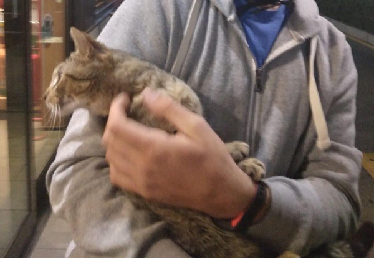 Una targa in memoria della gattina Freedom - 