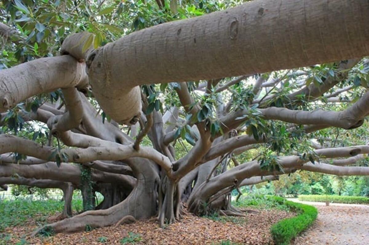 Progetto per la salvaguardia delle piante monumentali - 