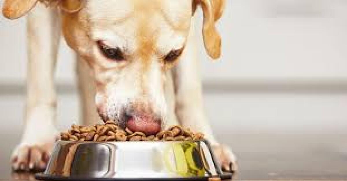 Oggi a Caltanissetta vengono distribuite 11 tonnellate di alimenti per animali - 