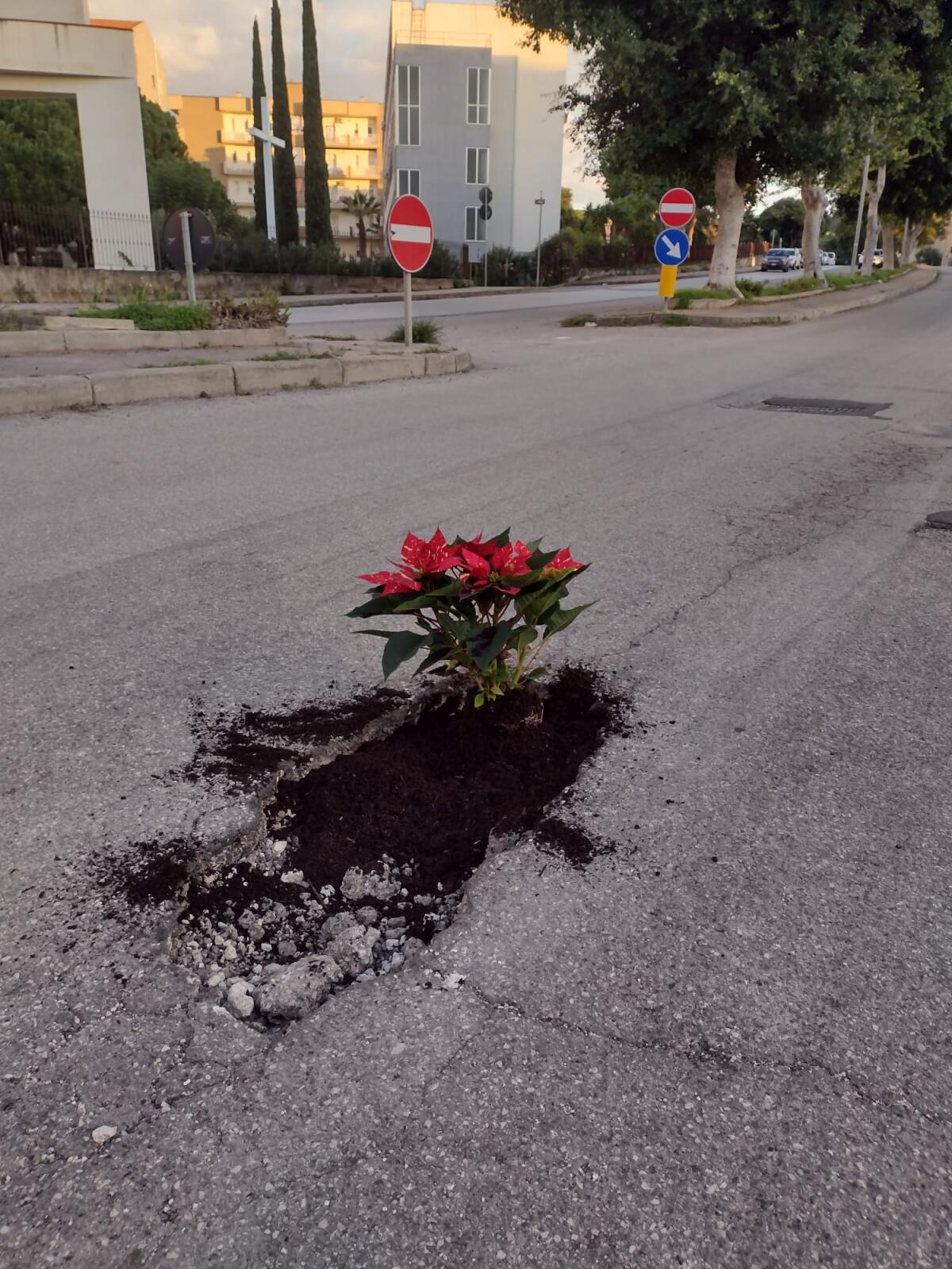 Una pianta per ogni buca: la provocazione - 