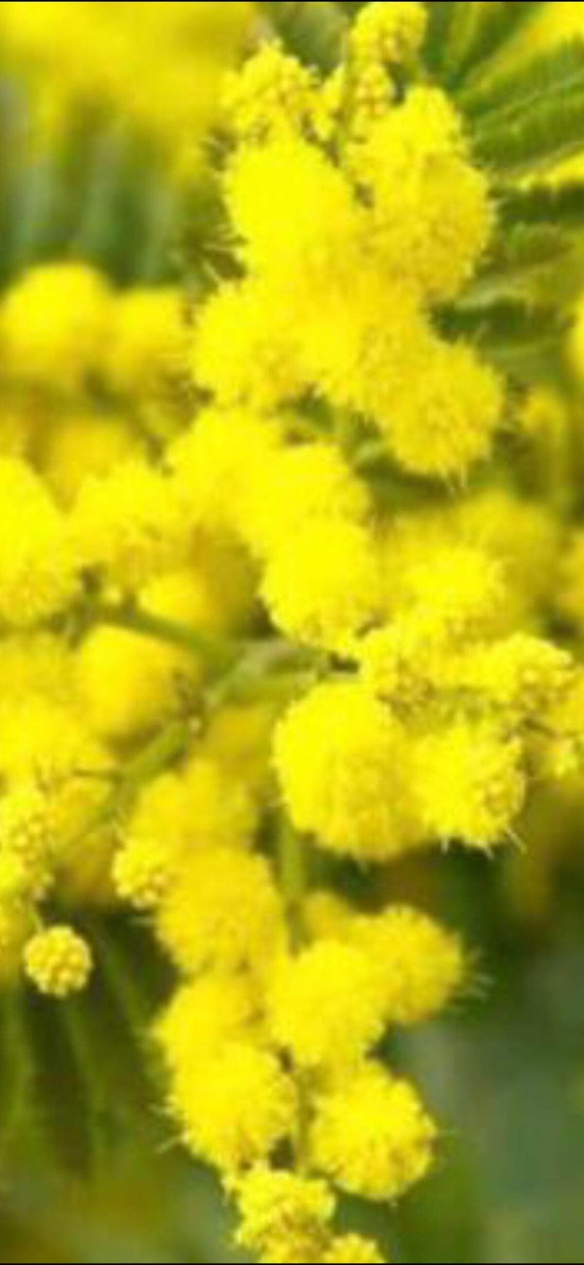 Le consigliere di UP: “la donna, come ogni essere vivente, va celebrata ogni giorno” - 