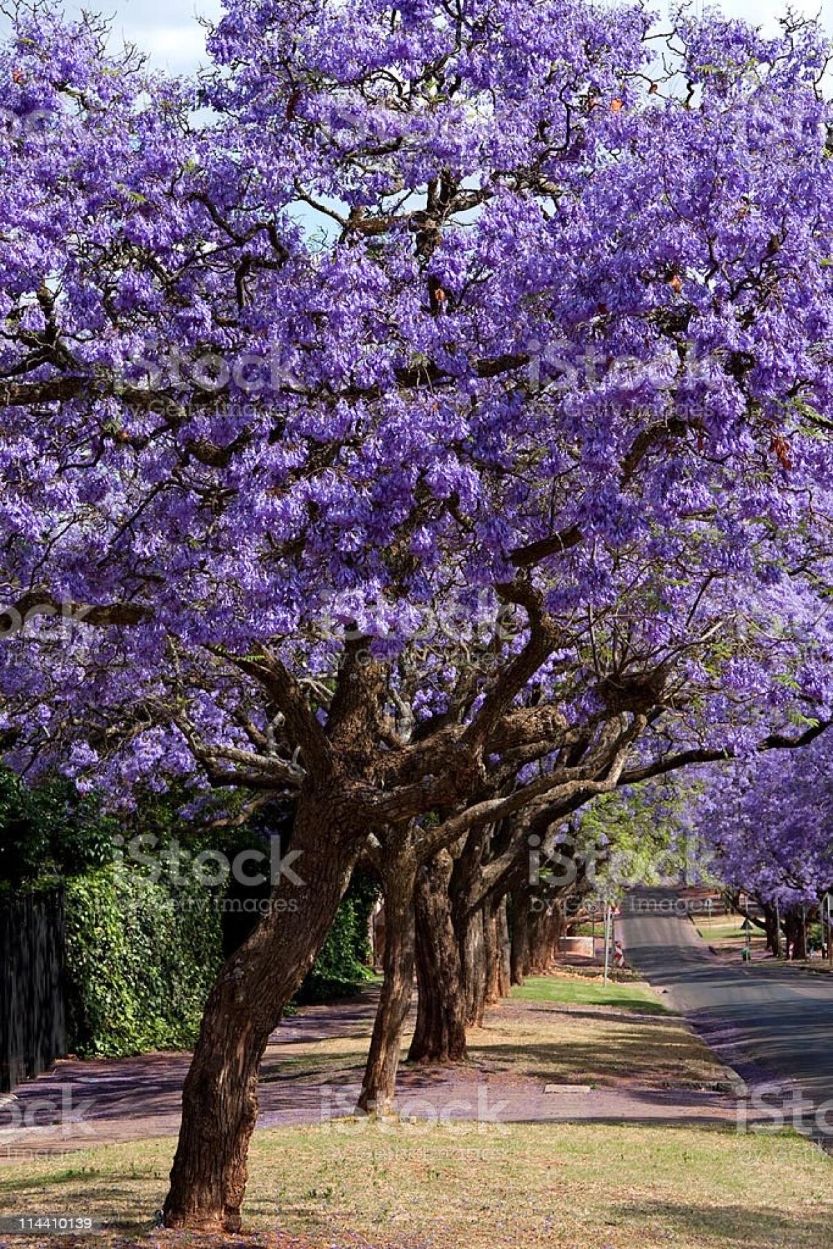 Restaurati i giardini iblei - jacaranda trees lining the street in Pretoria, South Africa, purple bloom in October