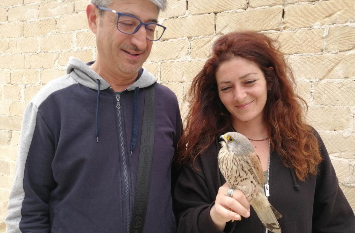 Salvato un gheppio ‘vittima’ del vento - 