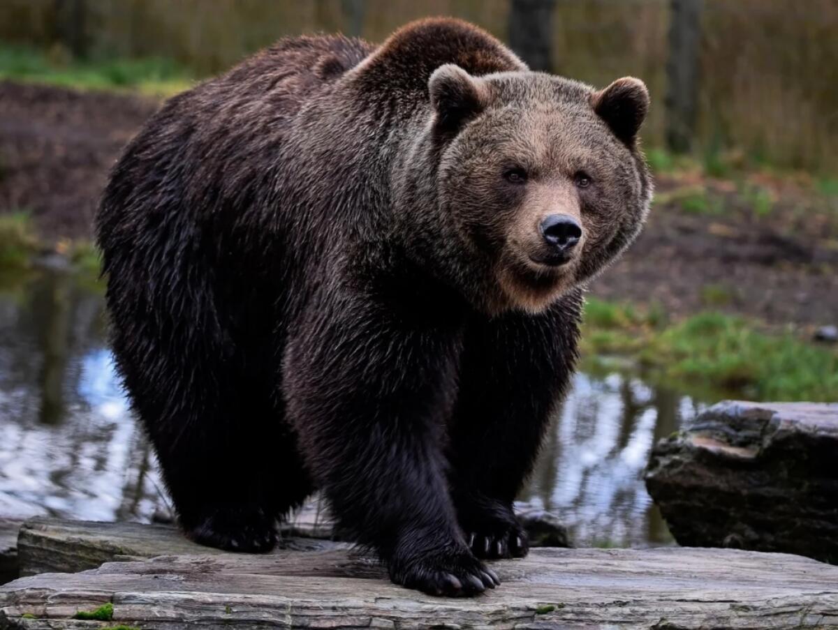 La Brambilla sta con l’orso: “no alla soppressione” - 
