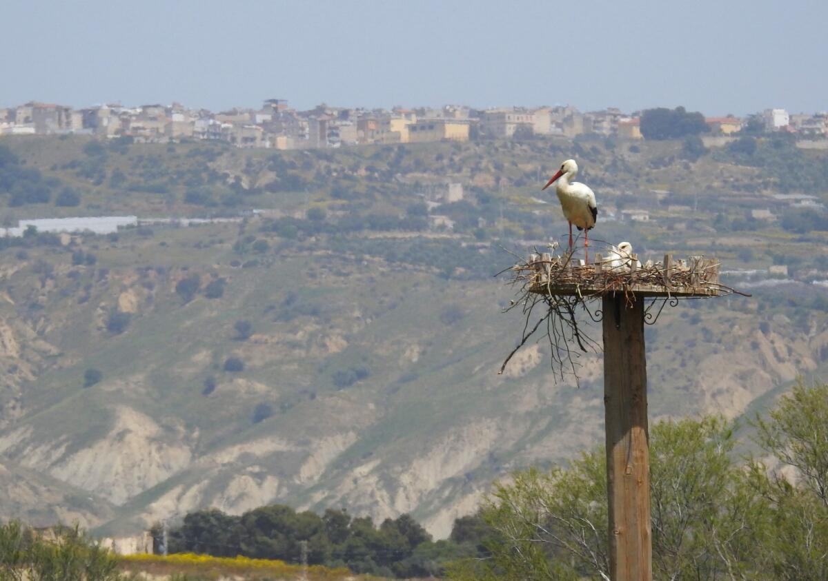 Il ritorno della cicogna bianca in Sicilia sara’ celebrato il 30 aprile - 