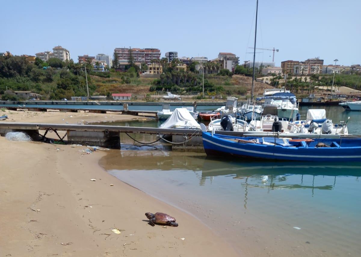 Tartaruga caretta-caretta, spiaggiata al porto - 